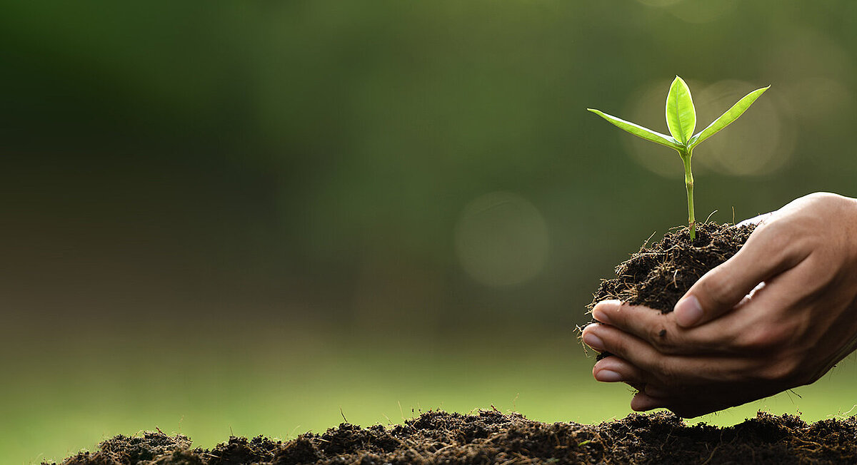Zwei Hände halten eine Pflanze