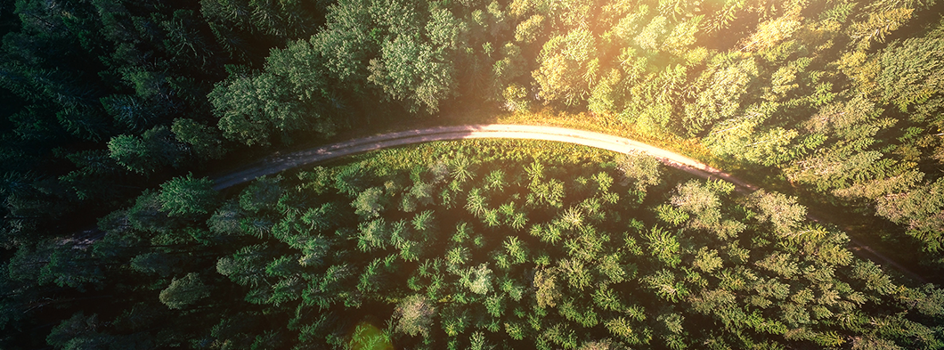 Luftaufnahme: Sonne scheint über Baumkronen, symbolisiert Nachhaltigkeit.
