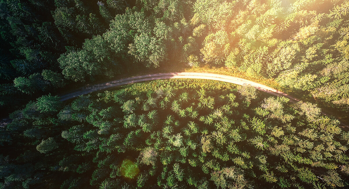 Eine Straße durch einen Wald