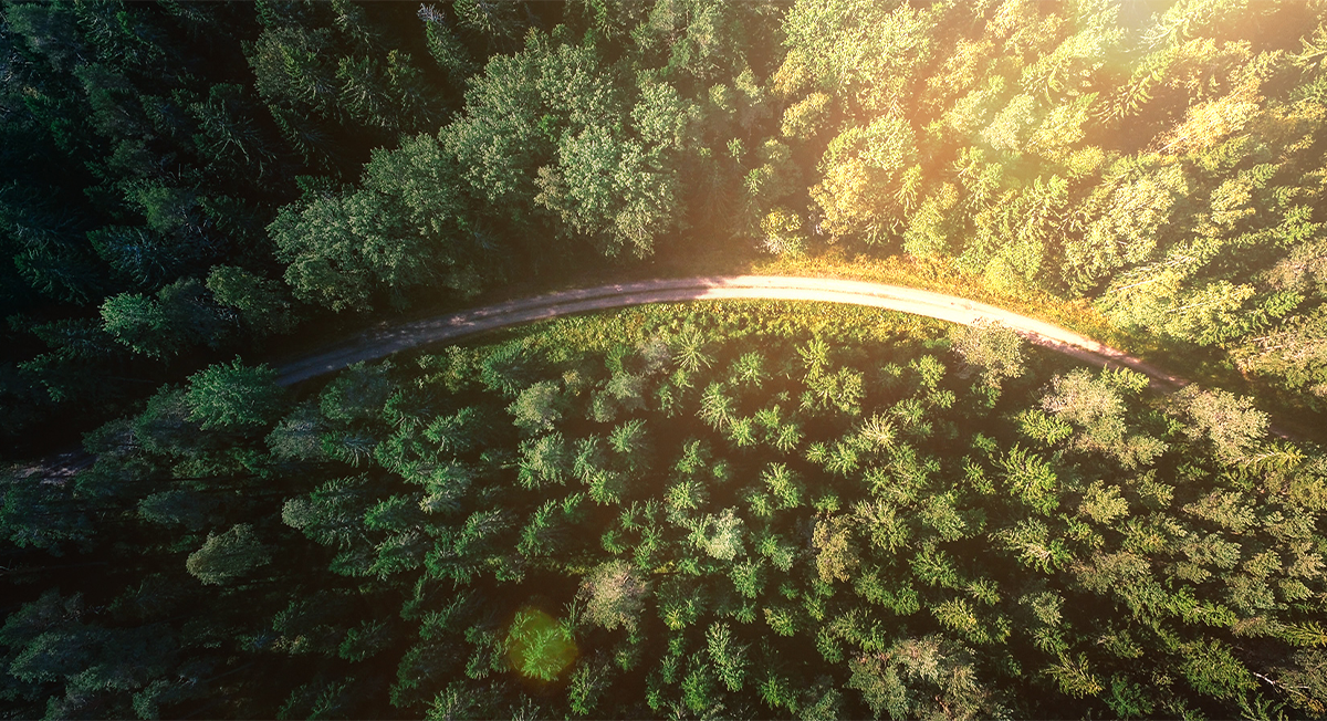 Luftaufnahme: Sonne scheint über Baumkronen, symbolisiert Nachhaltigkeit.